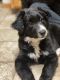 Border Collie Puppies for sale in St Cloud, MN 56303, USA. price: $375