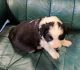 Border Collie Puppies for sale in Allendale Charter Twp, MI, USA. price: $800