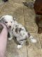 Border Collie Puppies for sale in Sneedville, TN 37869, USA. price: $450