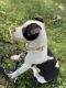 Border Collie Puppies for sale in Louisville, KY, USA. price: NA