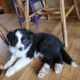 Border Collie Puppies for sale in Hannibal, MO 63401, USA. price: $1,000