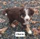 Border Collie Puppies for sale in Nathalie, VA 24577, USA. price: $750