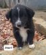 Border Collie Puppies for sale in Nathalie, VA 24577, USA. price: $625