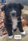 Border Collie Puppies for sale in Nathalie, VA 24577, USA. price: $625