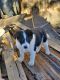 Border Collie Puppies for sale in Aurora, CO, USA. price: NA