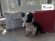 Border Collie Puppies for sale in Talco, TX 75487, USA. price: $300