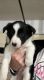 Border Collie Puppies for sale in Abingdon, VA, USA. price: NA