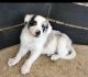 Border Collie Puppies for sale in Homestead, FL, USA. price: NA
