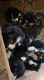 Border Collie Puppies for sale in NORTH PENN, PA 19440, USA. price: NA