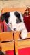 Border Collie Puppies for sale in Broken Arrow, OK 74012, USA. price: NA