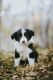 Border Collie Puppies for sale in Jerome, AZ 86331, USA. price: $900