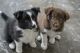 Border Collie Puppies for sale in Los Angeles, CA 90017, USA. price: $880