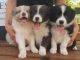 Border Collie Puppies for sale in Pittsburgh, PA, USA. price: NA