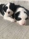 Border Collie Puppies for sale in Hendersonville, TN, USA. price: $600