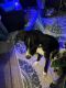 Border Collie Puppies for sale in Cheyenne, WY, USA. price: NA
