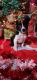 Border Collie Puppies for sale in De Soto, WI 54624, USA. price: $800