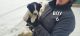 Border Collie Puppies for sale in Harmony, MN 55939, USA. price: $200