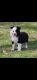 Border Collie Puppies for sale in Greenville, SC, USA. price: $900