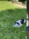 Border Collie Puppies for sale in Sound Beach, NY, USA. price: NA