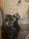 Border Collie Puppies for sale in St Helen, Richfield Township, MI 48656, USA. price: $500