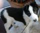 Border Collie Puppies for sale in Prairie du Chien, WI 53821, USA. price: $500