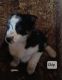 Border Collie Puppies for sale in Prairie du Chien, WI 53821, USA. price: NA