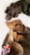 Border Collie Puppies for sale in Schiller Park, IL, USA. price: NA