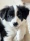 Border Collie Puppies for sale in Hood River, OR 97031, USA. price: NA