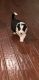 Border Collie Puppies for sale in Rancho Cucamonga, CA, USA. price: NA