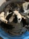 Border Collie Puppies for sale in Red Bluff, CA 96080, USA. price: $600
