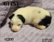 Border Collie Puppies for sale in Le Grand, CA 95333, USA. price: NA