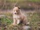 Border Collie Puppies for sale in Oak Harbor, WA 98277, USA. price: $1,200