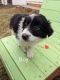 Border Collie Puppies for sale in Tazewell, TN 37879, USA. price: $600
