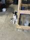 Border Collie Puppies for sale in Selah, WA, USA. price: $600