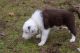 Border Collie Puppies for sale in Auburn, WA, USA. price: $1,500