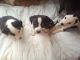 Border Collie Puppies for sale in Berea, KY, USA. price: NA