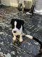 Border Collie Puppies for sale in Rochester, MN, USA. price: $150