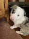Border Collie Puppies for sale in Bellaire, OH 43906, USA. price: $900
