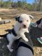 Border Collie Puppies for sale in D'Iberville, MS 39540, USA. price: $500