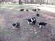 Border Collie Puppies for sale in Irvington, KY 40146, USA. price: $400