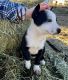 Border Collie Puppies for sale in Tehachapi, CA 93561, USA. price: NA