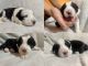 Border Collie Puppies for sale in Chicago, IL, USA. price: $1,500