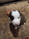Border Collie Puppies for sale in Boone County, WV, USA. price: $500