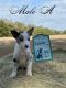 Border Collie Puppies for sale in McAlpin, FL 32062, USA. price: $900