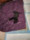 Border Collie Puppies for sale in Visalia, CA 93277, USA. price: NA