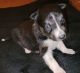 Border Collie Puppies for sale in Elberton, GA 30635, USA. price: $600