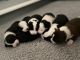 Border Collie Puppies for sale in Voluntown, CT, USA. price: NA