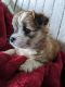Border Collie Puppies for sale in Canton, OH, USA. price: NA