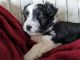 Border Collie Puppies for sale in Canton, OH, USA. price: $25,000