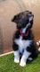 Border Collie Puppies for sale in Huntington Beach, CA, USA. price: $700